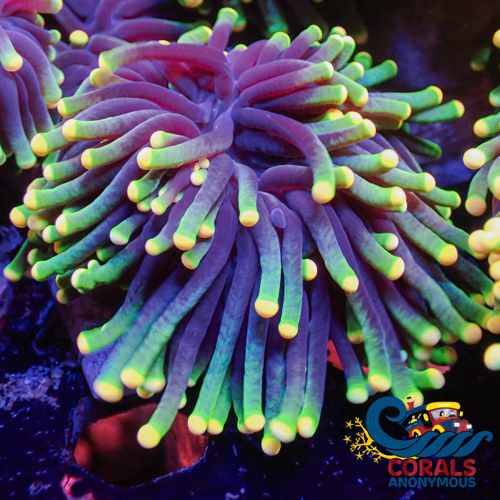 aussie yellow tip rasta torch 2