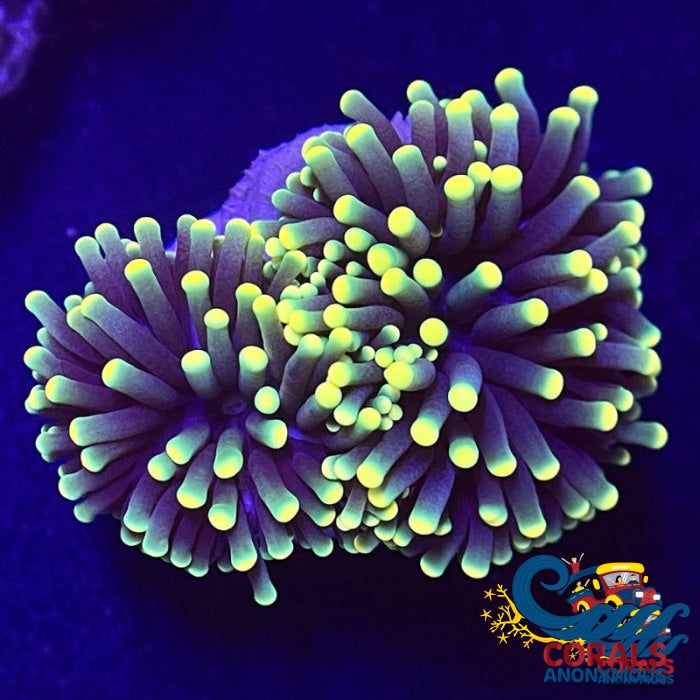 aussie yellow tip rasta torch 4