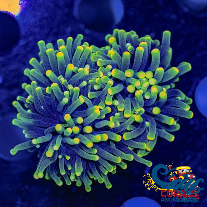 aussie yellow tip rasta torch 5