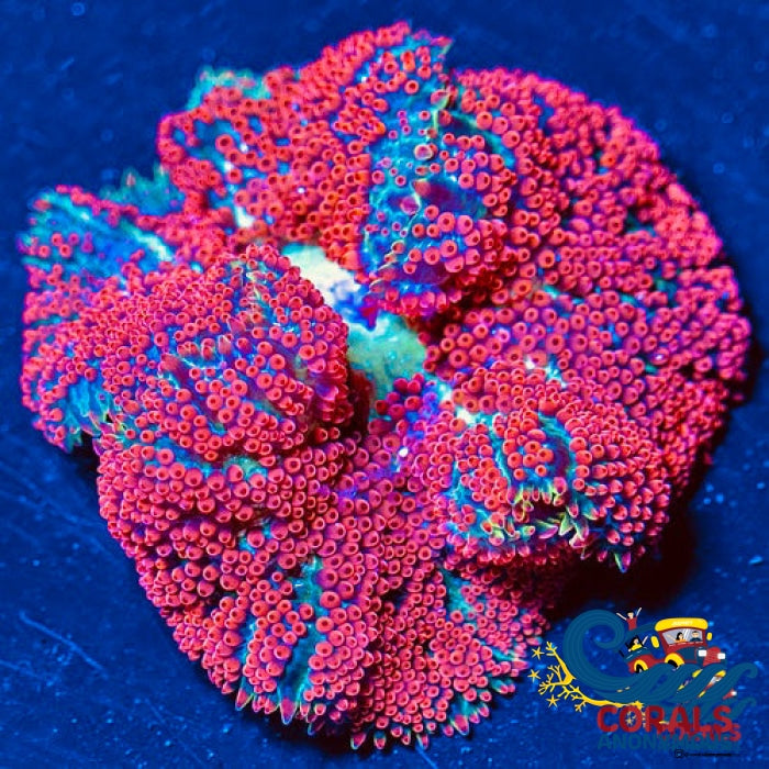 bali blood red mini carpet anemone 3