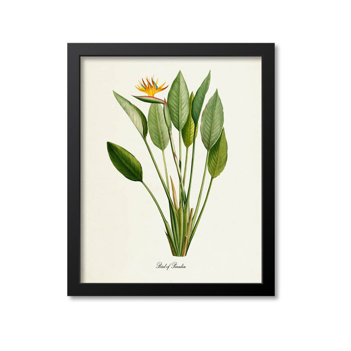 Bird of Paradise Flower Art Print 2