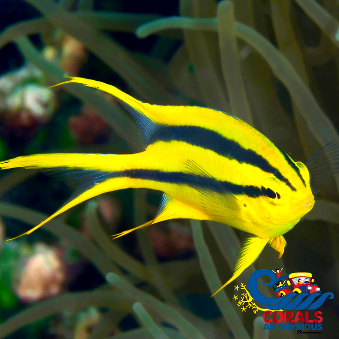 Black and Gold Chromis - Corals Anonymous