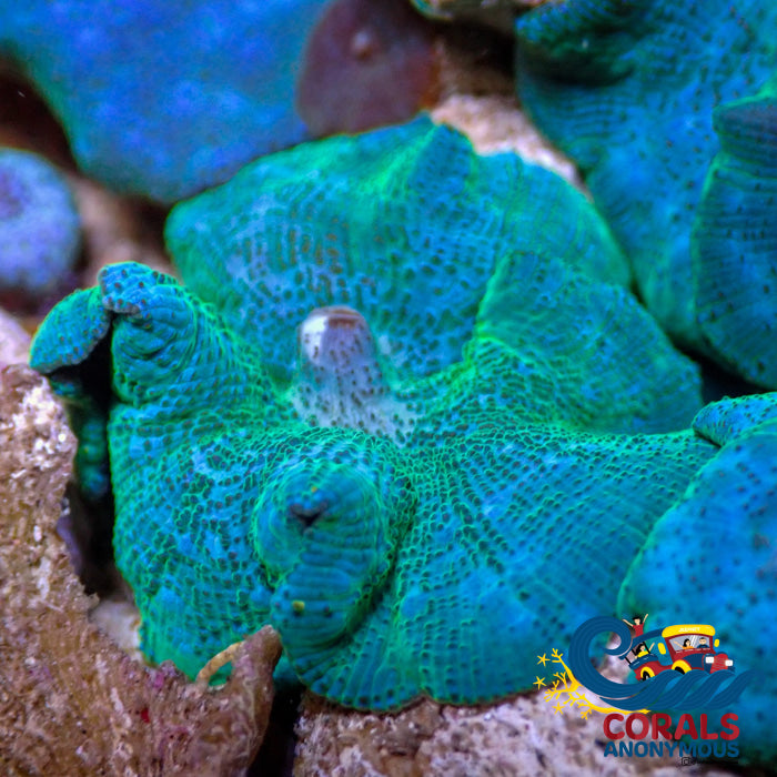 Blue Hypnotic Discosoma Mushroom Discosoma