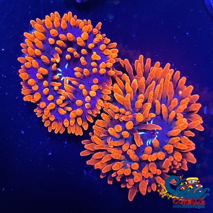 Ca Scarlet Widow Anemone Bubble tip anemone