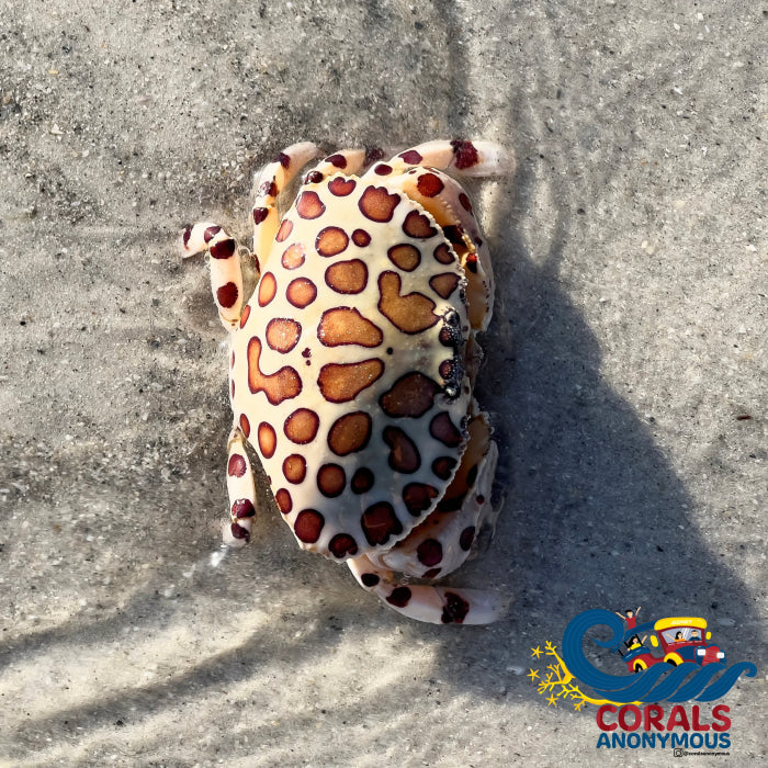 Calico Crab (3-4’) Crab