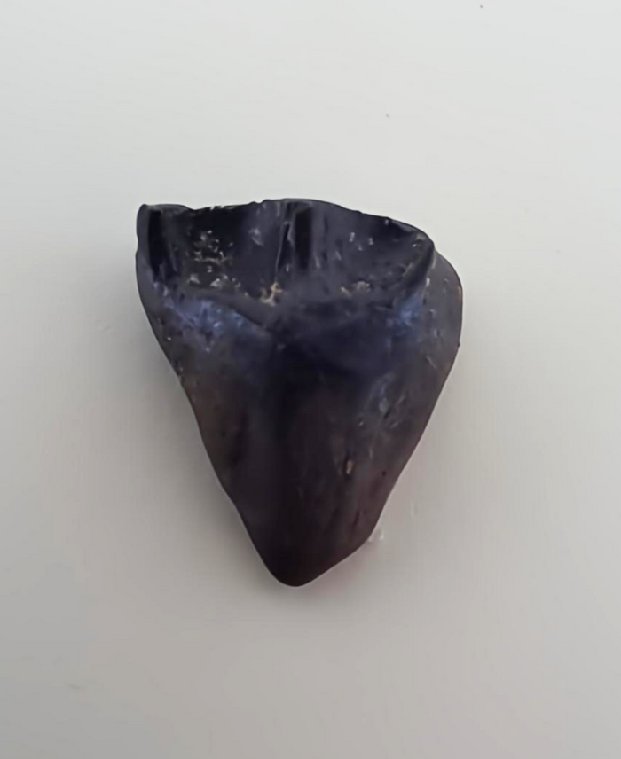 Ceratopsian Tooth, Judith River Formation