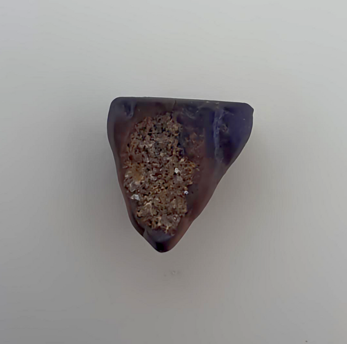 Ceratopsian Tooth, Judith River Formation