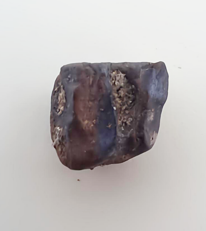 Ceratopsian Tooth, Judith River Formation