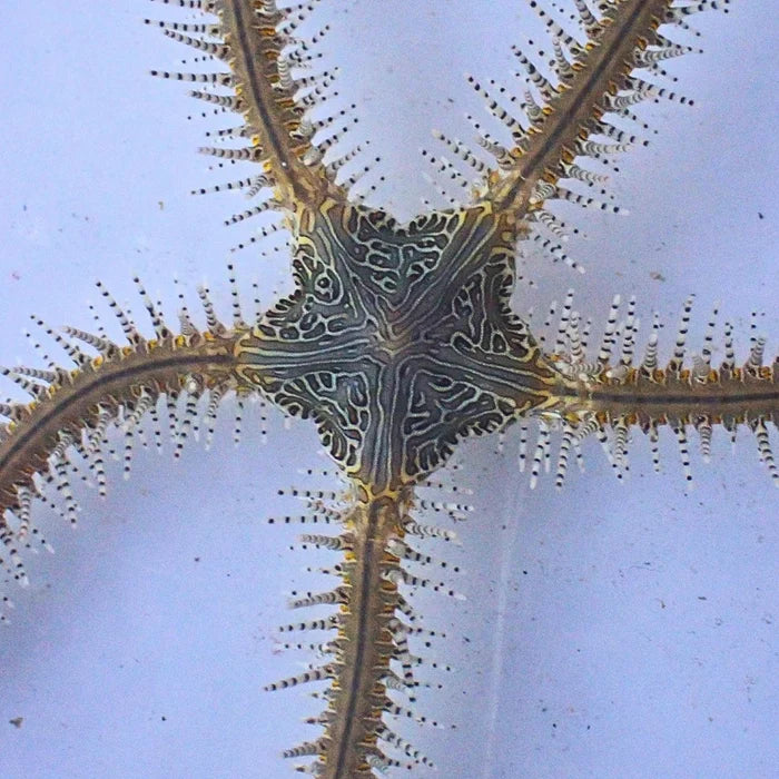Chain-link Brittle Sea Star - Corals Anonymous
