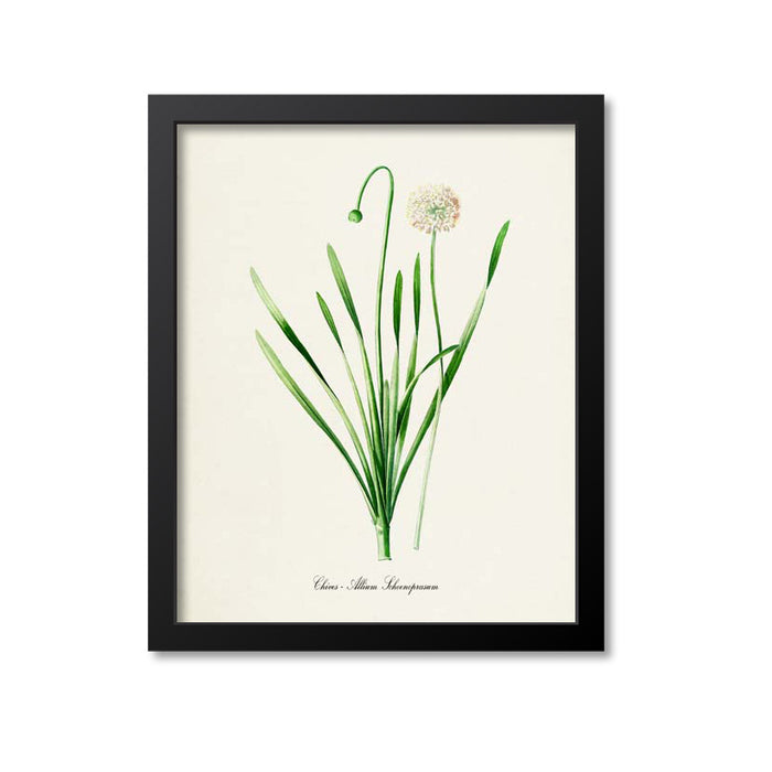 Chives Botanical Print