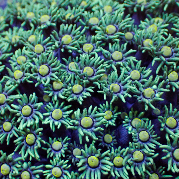 Citron Splash Goniopora 0.5-1” Frag 2