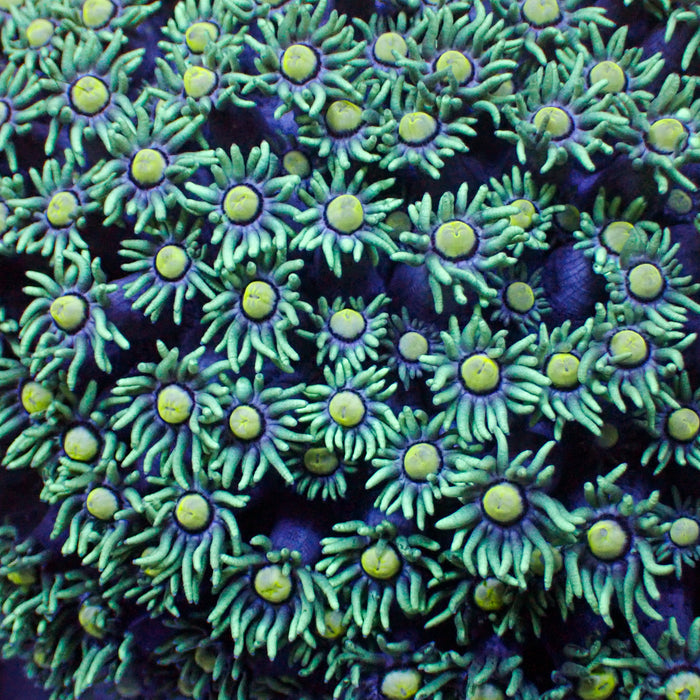 Citron Splash Goniopora 0.5-1 inches Frag 3