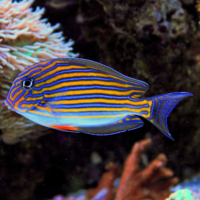 Clown Tang (2-3") - Corals Anonymous