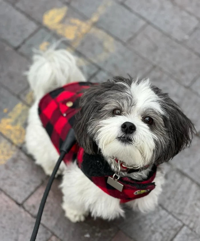 Small dog wearing a red and black checkered coat on a leash, standing on a paved surface.