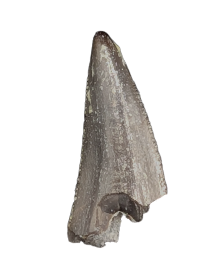 Coelophysid Tooth, Chinle (Coelophyis?, Camposaurus?)