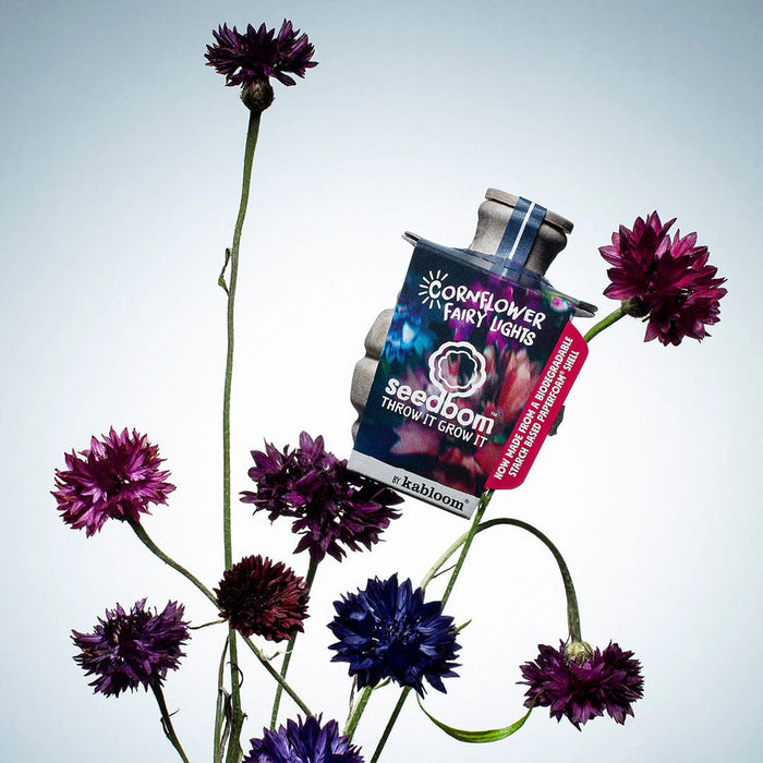 Cornflower Fairy Lights Seedbom
