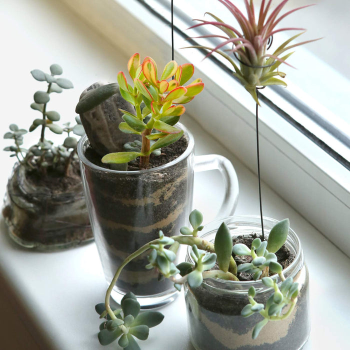 Crassula ovata 'Pink Beauty' (Pink Jade Plant), 5 Cuttings