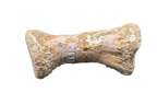Crocodile Radiale, Kem Kem