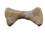 Crocodile Radiale, Kem Kem