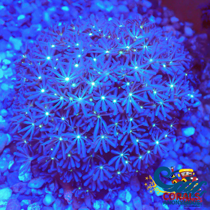 Daisy Polyp Cloves 4