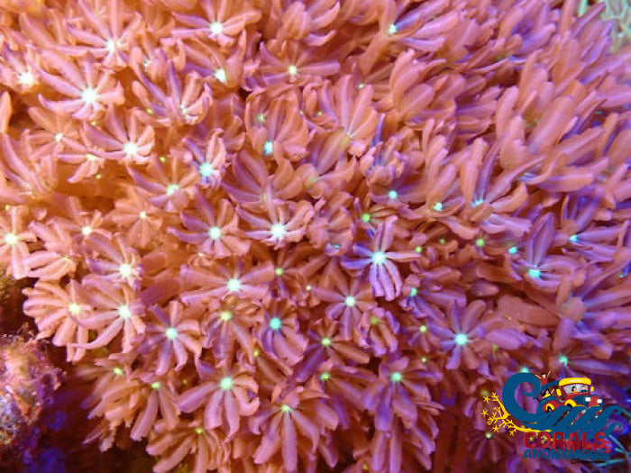 Daisy Polyp Cloves 5