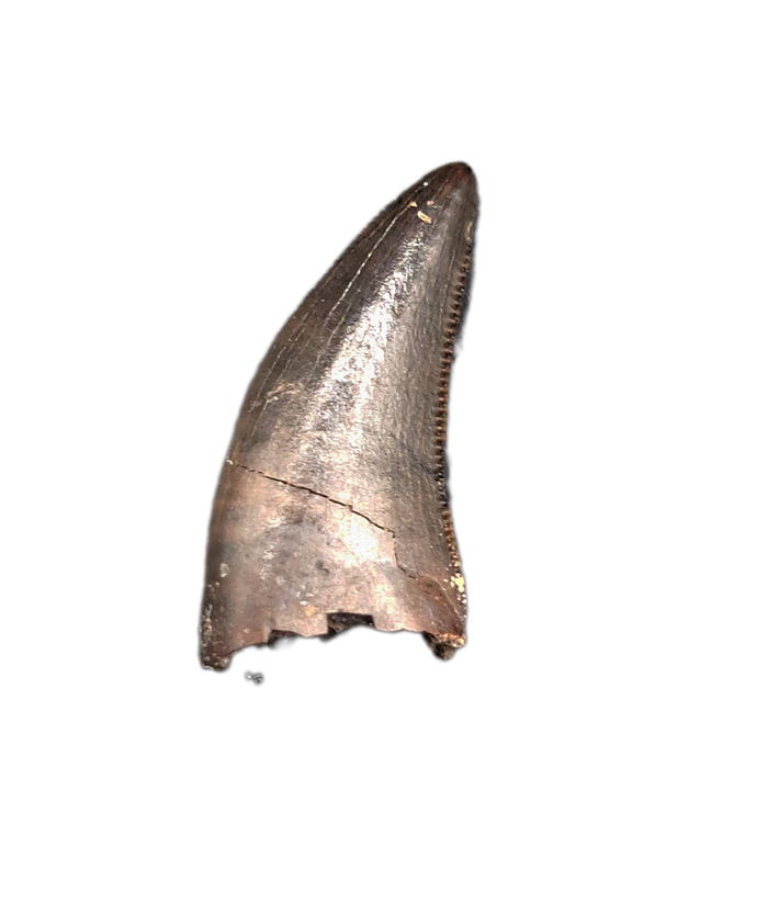Dakotaraptor(?) Tooth, Hell Creek Formation