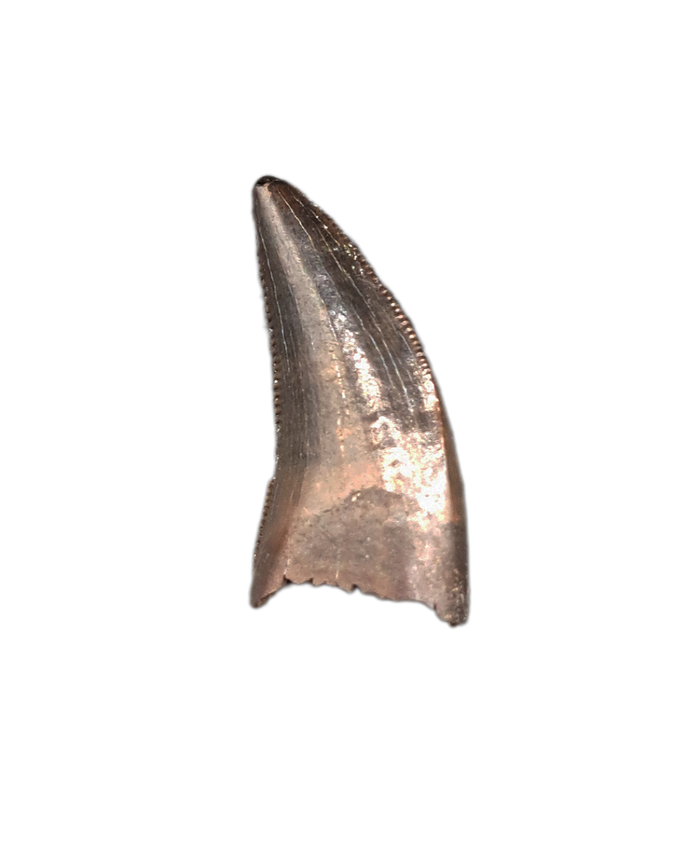 Dakotaraptor(?) Tooth, Hell Creek Formation