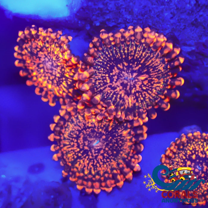 Darth Maul Zoa (2-3 Polyps) Zoa