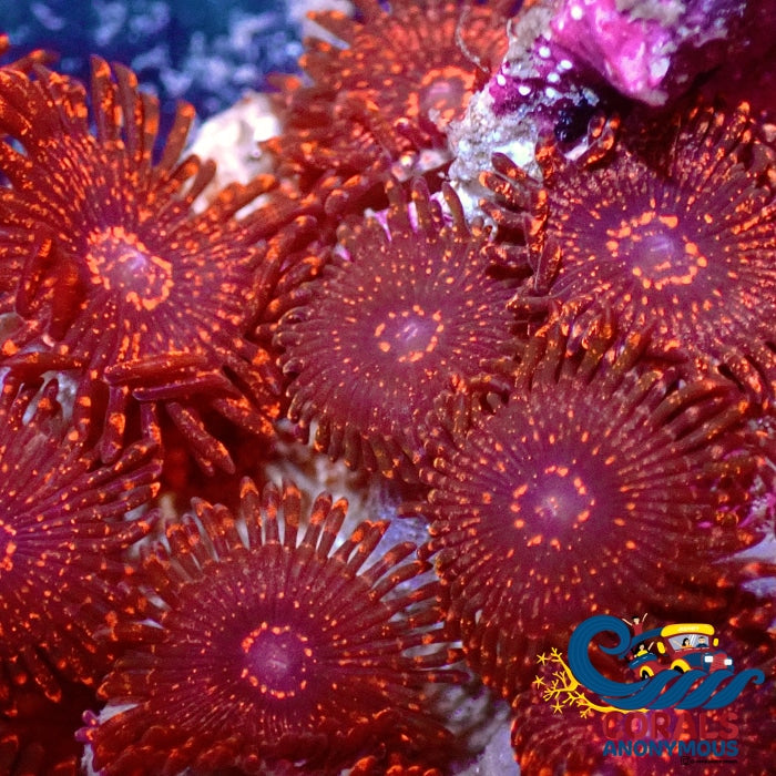 Darth Maul Zoa (2-3 Polyps) Zoa