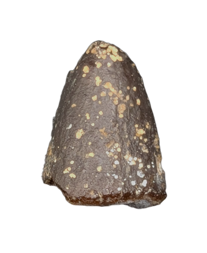 Diplodocidae Tooth Tip from the Mid Jurassic, Madagascar