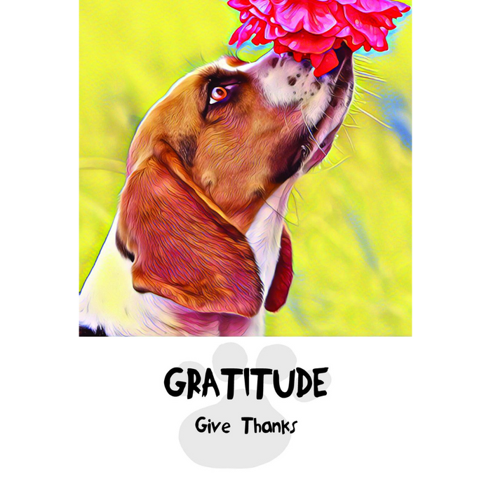 Divine Dog Wisdom Cards
