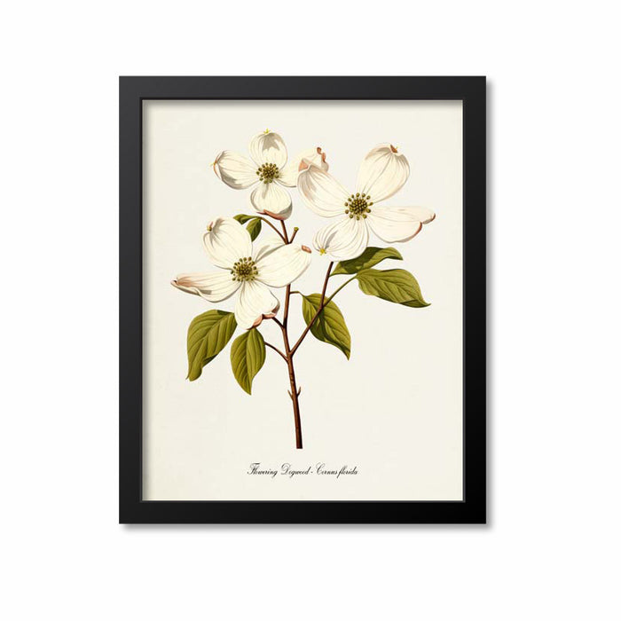 Dogwood Flower Art Print