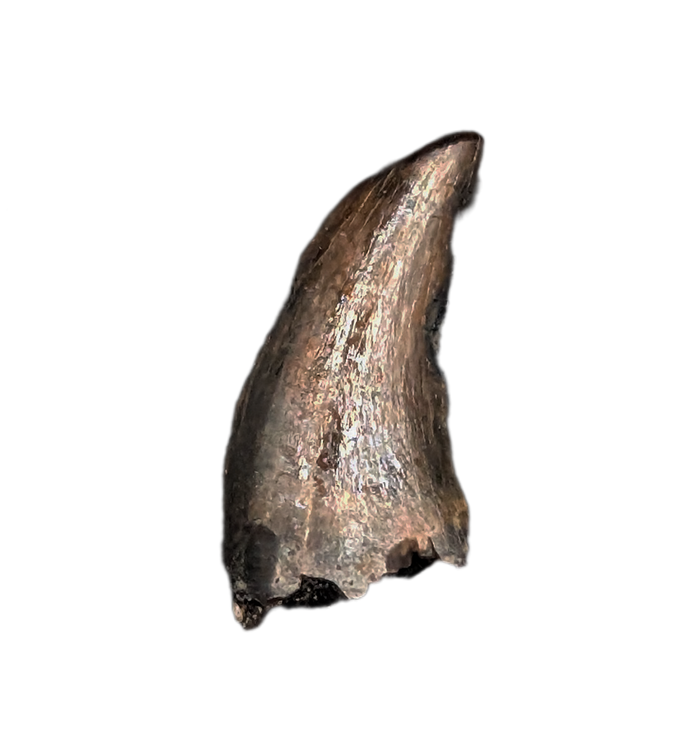 Dromaeosaur (Raptor) Tooth from the Hell Creek Formation