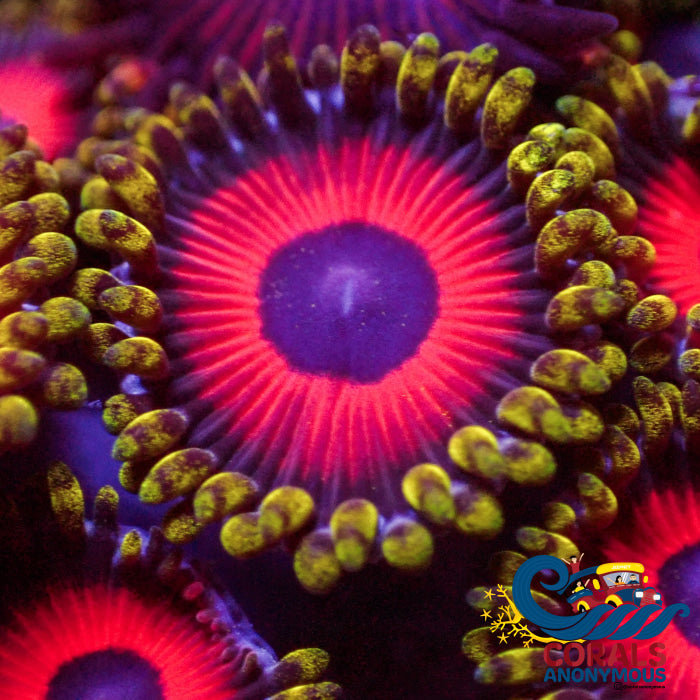 Eagle Eye Zoa (10-15 Polyps Colony) Zoa
