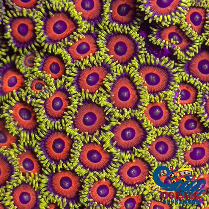 Eagle Eye Zoa 10-15 Polyps Colony Zoa