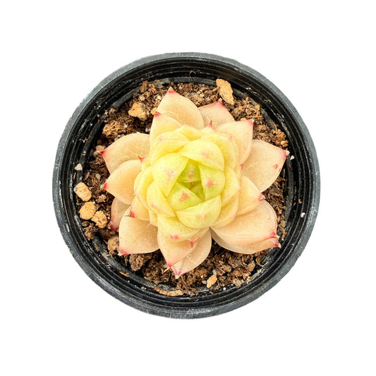 Echeveria 'Peachy Cheeks'