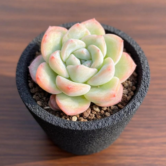 Echeveria Sensation (6 inch)