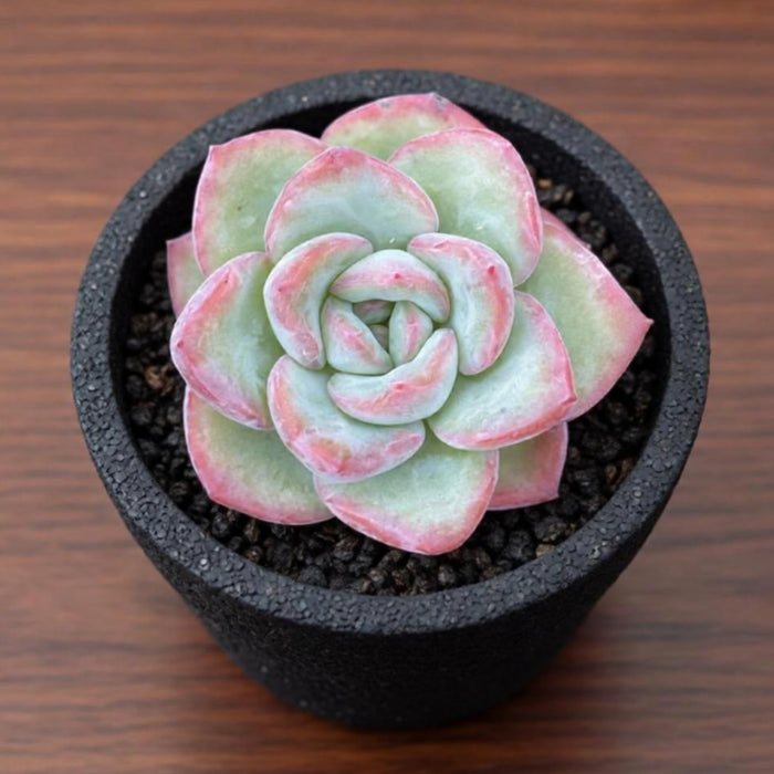 Echeveria Sensation (6 inch)