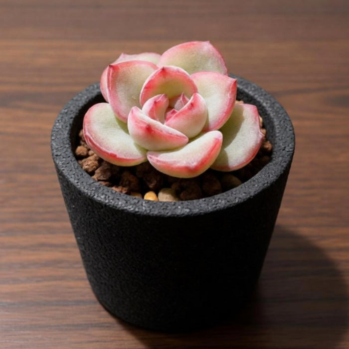 Echeveria Sensation (6 inch)