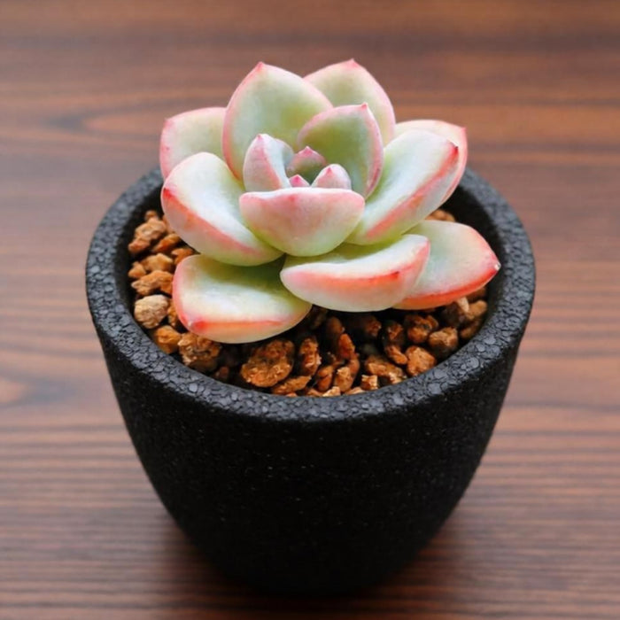 Echeveria Sensation