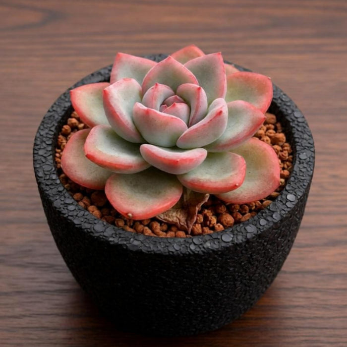 Echeveria Sensation