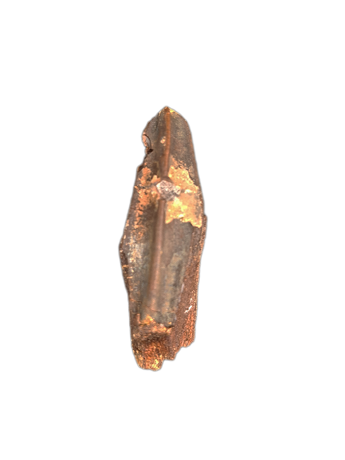 Edmontosaurus Tooth