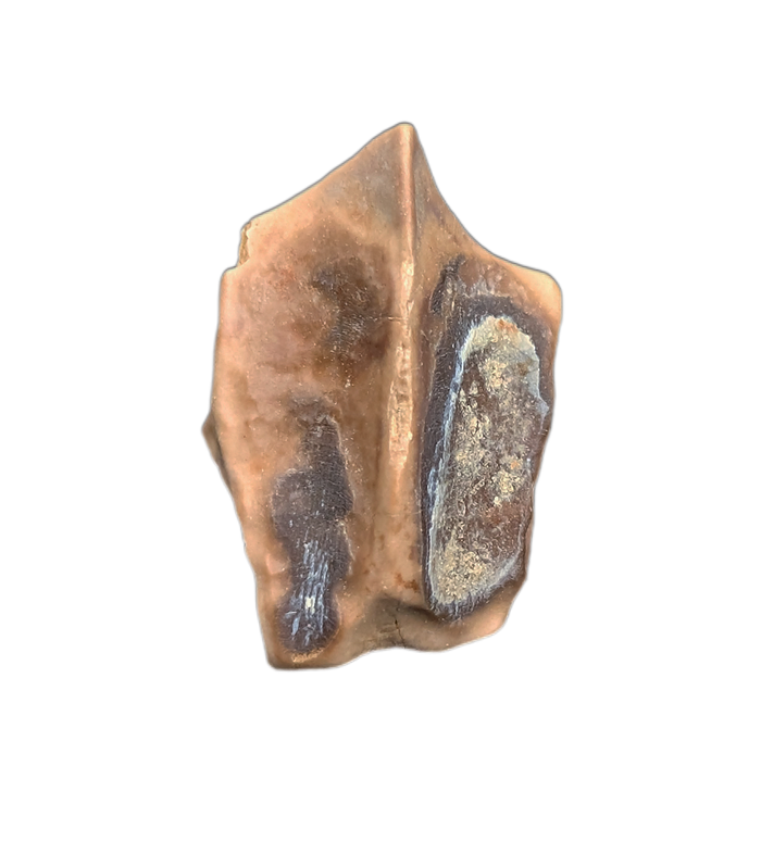 Edmontosaurus Tooth