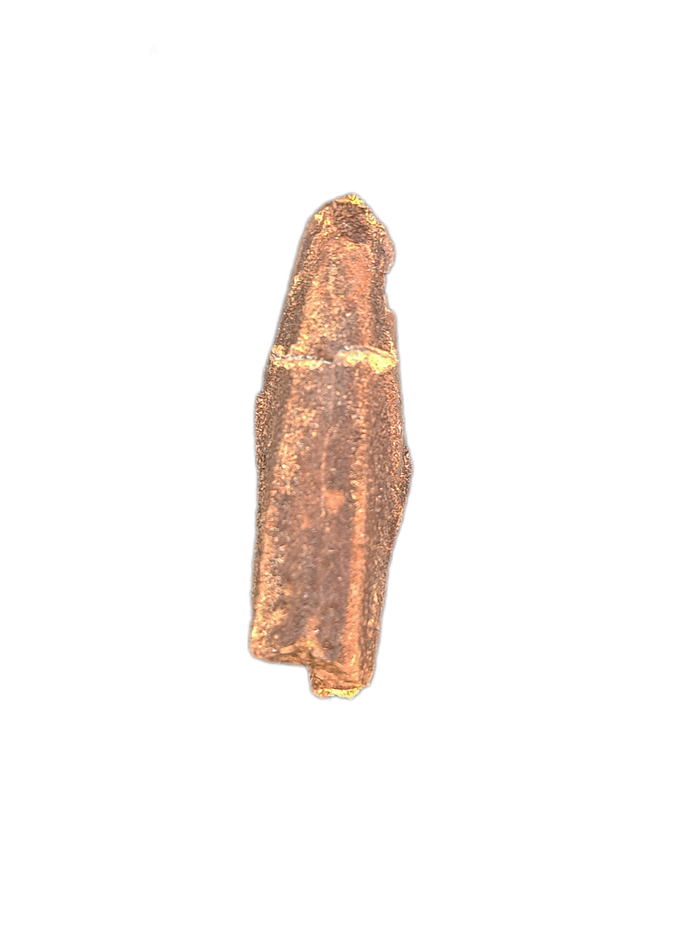 Edmontosaurus Tooth