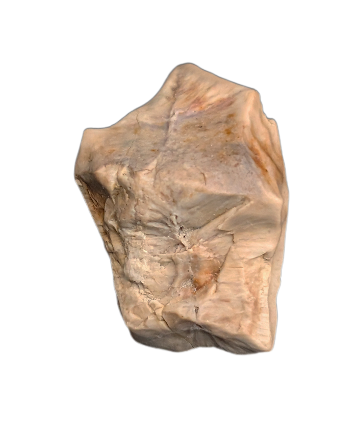 Edmontosaurus Tooth