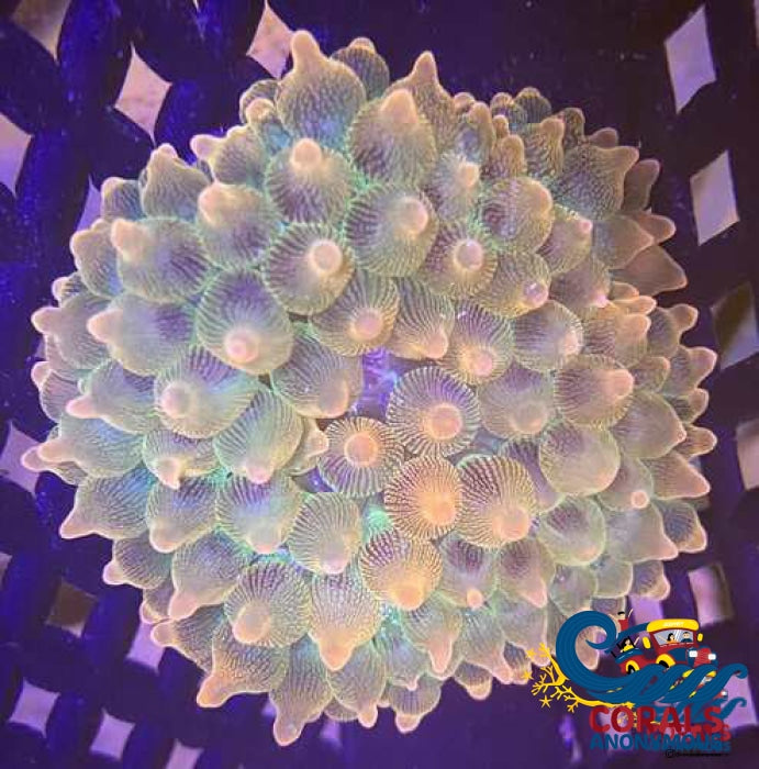 Ca Ephemeral Star Of Indonesia Anemone Bubble tip anemone