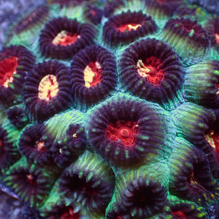 Evil Eye Favia 2-3 Polyps A