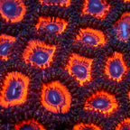 Evil Eye Zoa 2-3 Polyps