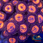 Evil Eye Zoa 2-3 polyps A