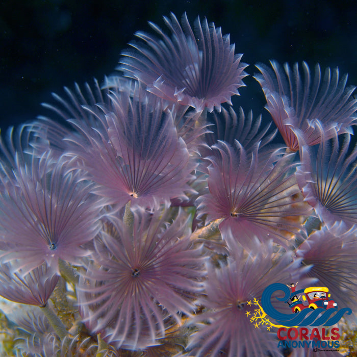 Feather Duster Fan Worm Worm